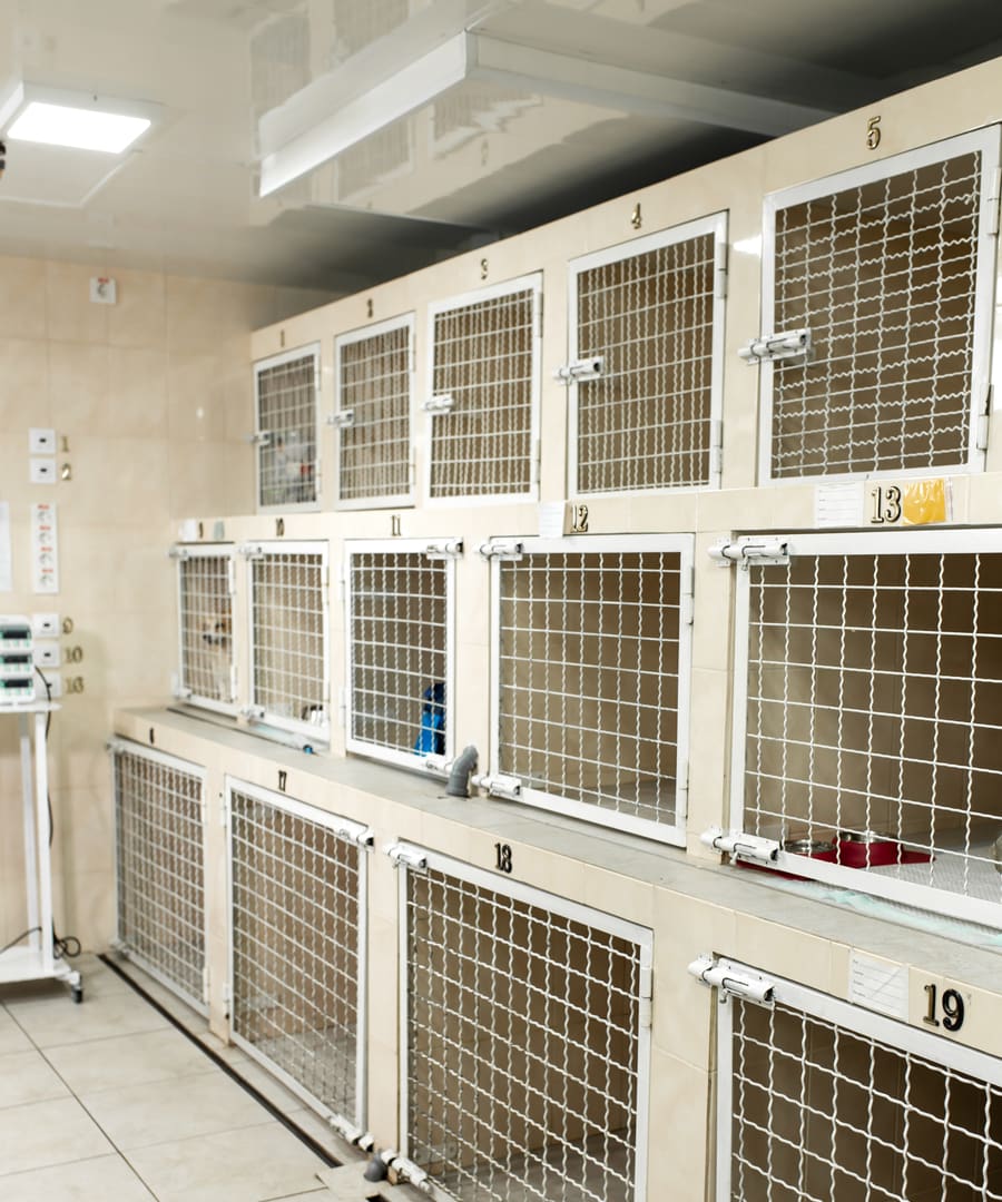 A wall of numbered kennels in a veterinary intake room